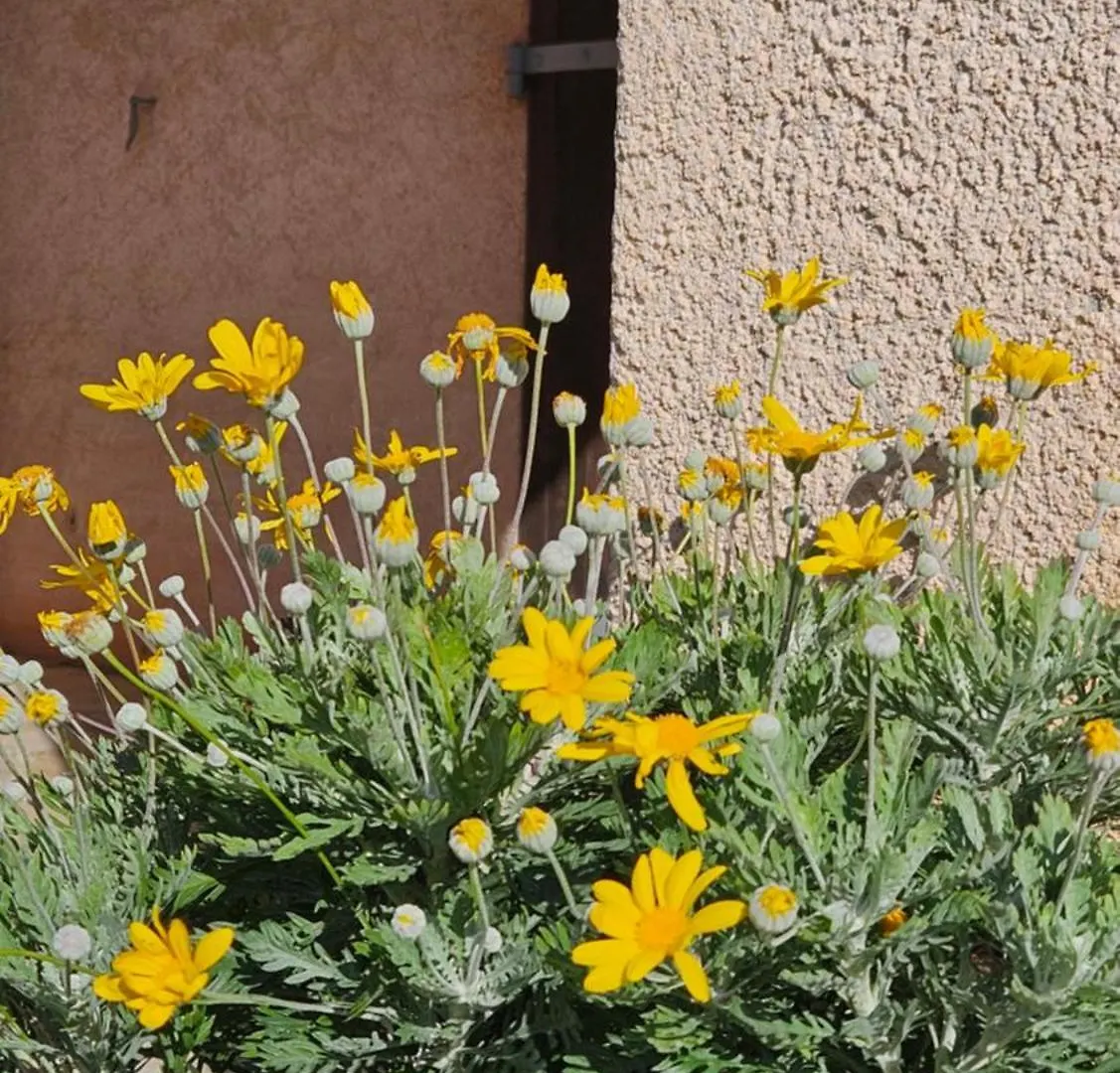 Li Cabanoun, Studios Au Soleil Issambres Sainte-Maxime A 3Min De La Plage A Pied Apartman